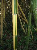 Golden Chinese Timber Bamboo / Phyllostachys vivax 